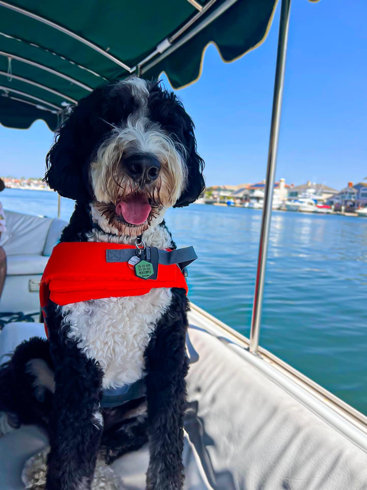Dog on boat